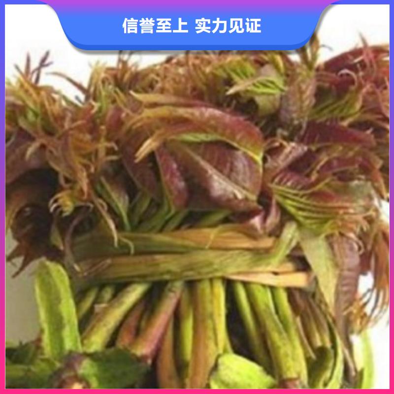 香椿优选品质厂家