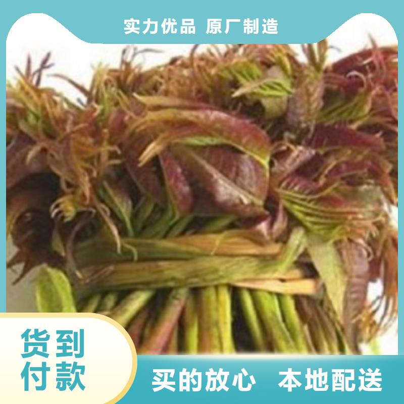 重信誉香椿批发厂家