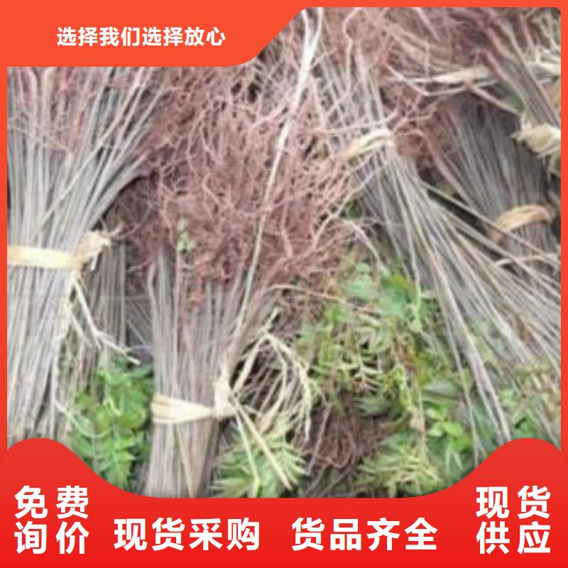 质量可靠的香椿销售厂家