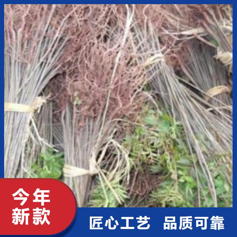 有现货的香椿本地厂家