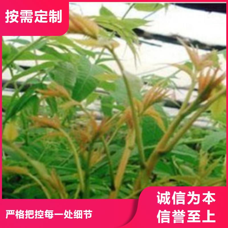 采购香椿必看-欢迎选购匠心制造