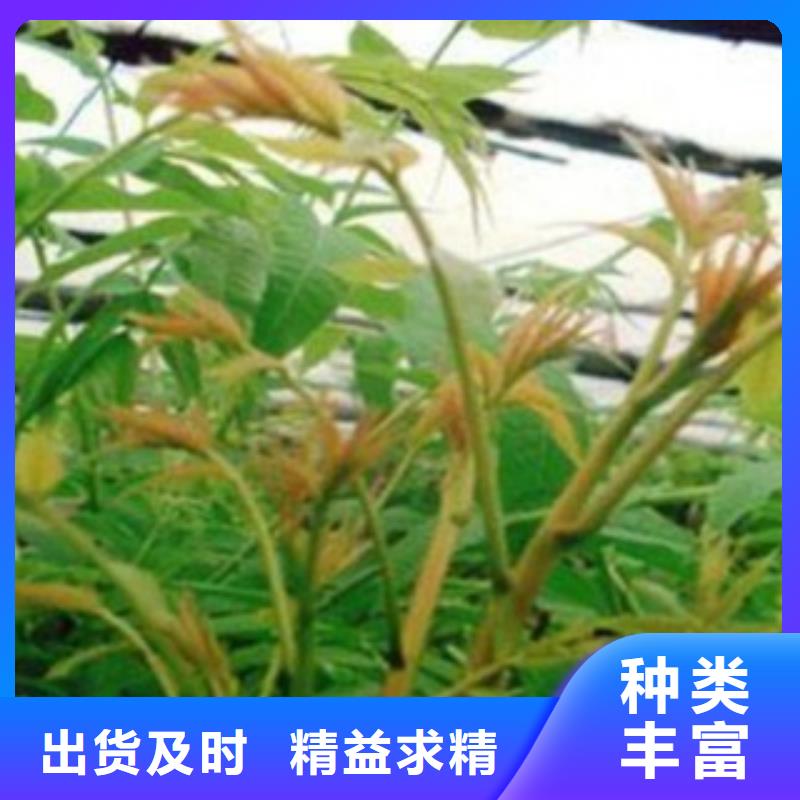 香椿厂家-价格低专业生产厂家