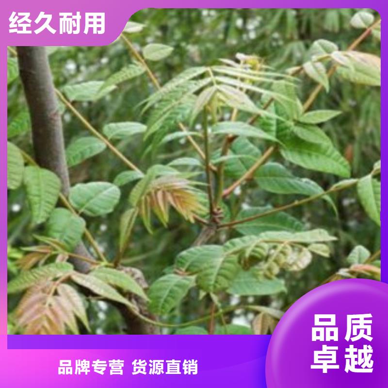 香椿、香椿生产厂家-认准高新区建辉园艺场本地厂家值得信赖