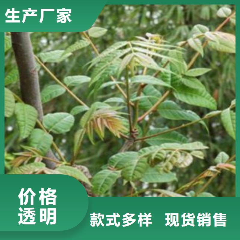 香椿-香椿定制做工细致