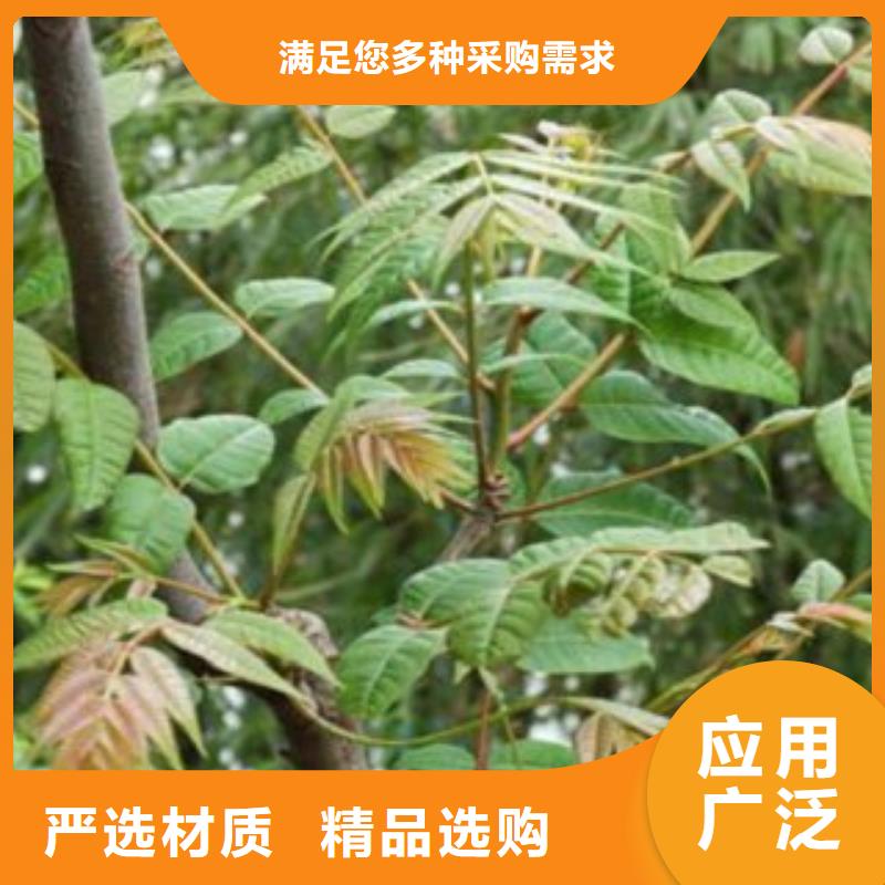香椿选香椿厂家有实力有经验
