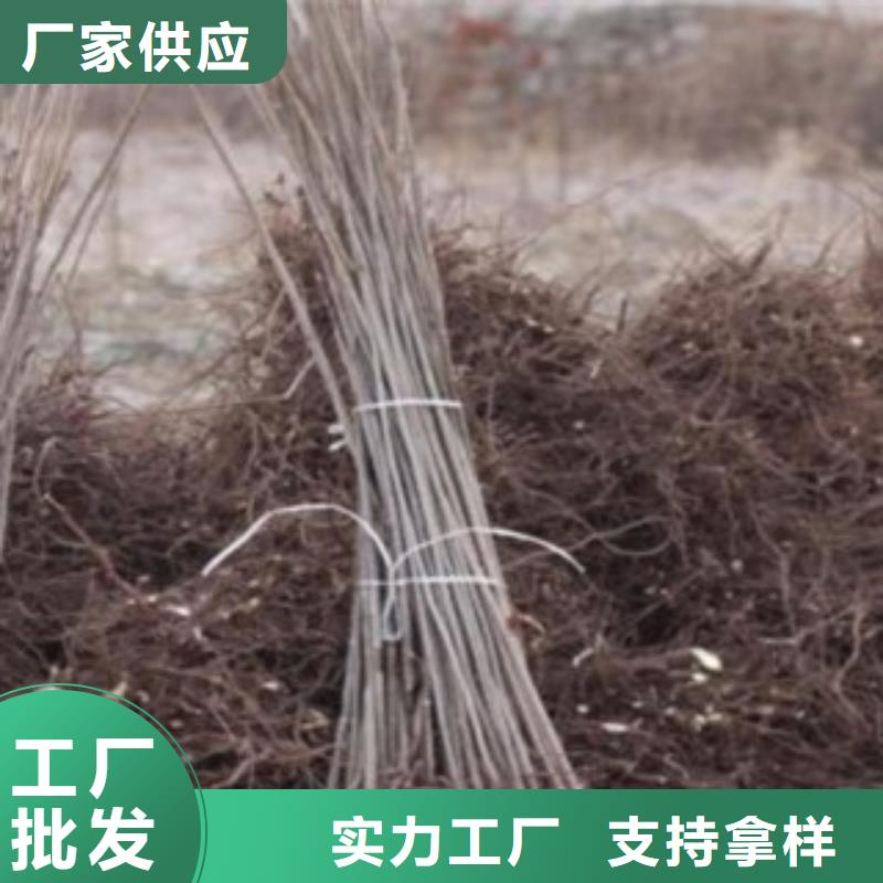 优惠的香椿正规厂家库存量大