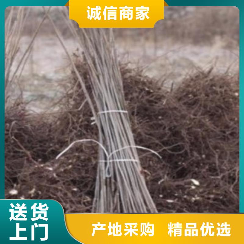 香椿送货上门本地厂家