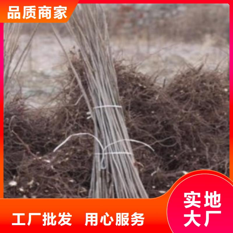 【图】香椿低价货源