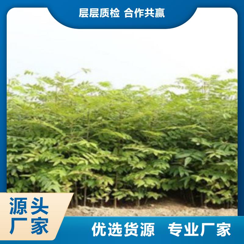 优选：香椿口碑厂家