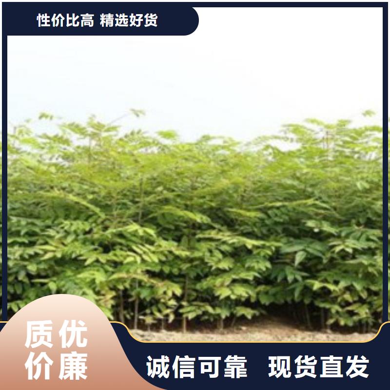 香椿-我们只做高品质
