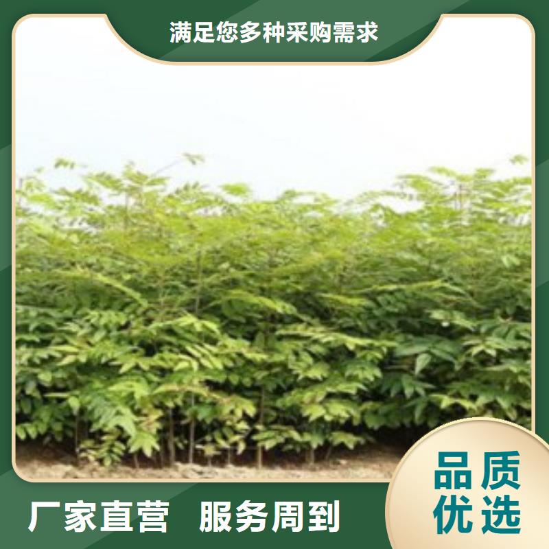 規格齊全的香椿供貨商