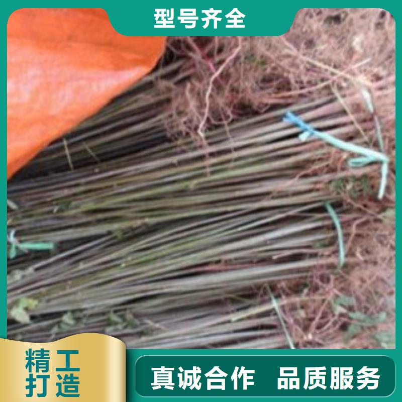香椿质量好的厂家设计制造销售服务一体