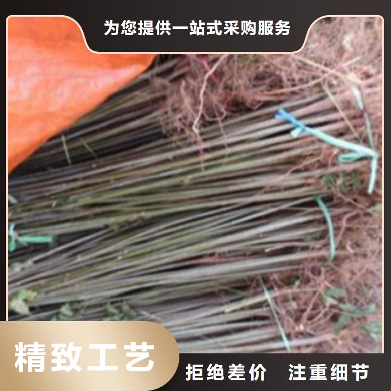 有现货的香椿本地厂家
