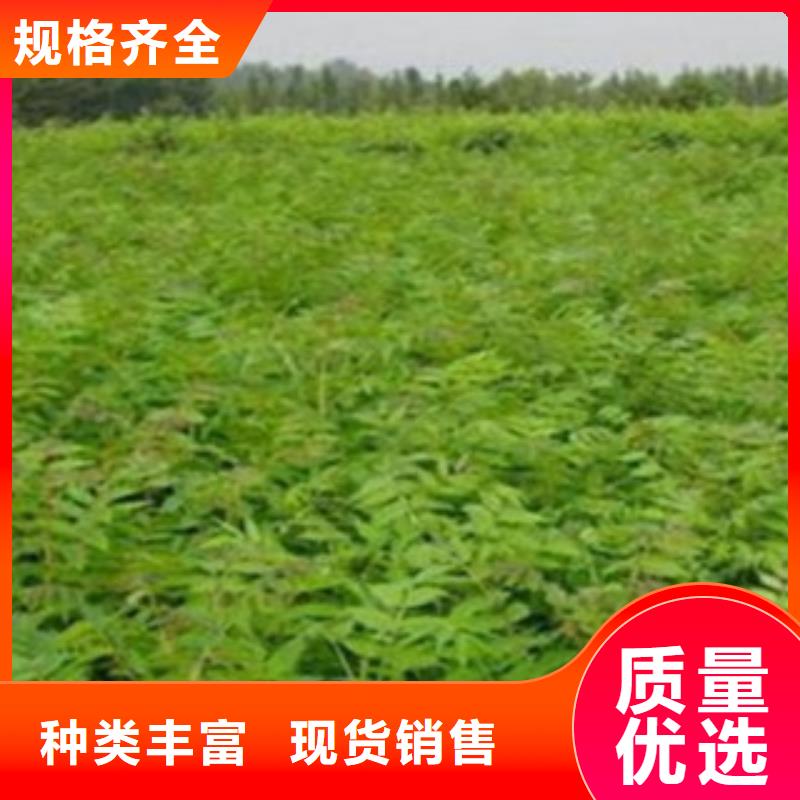 性价比高的香椿基地同行低价