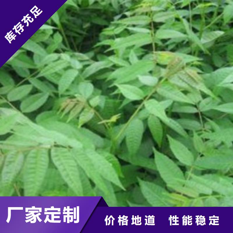 香椿优选品质厂家