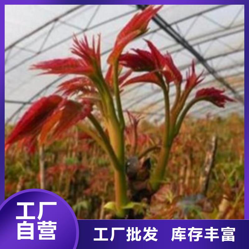 香椿优选品质厂家