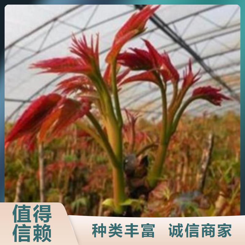 香椿物流快捷