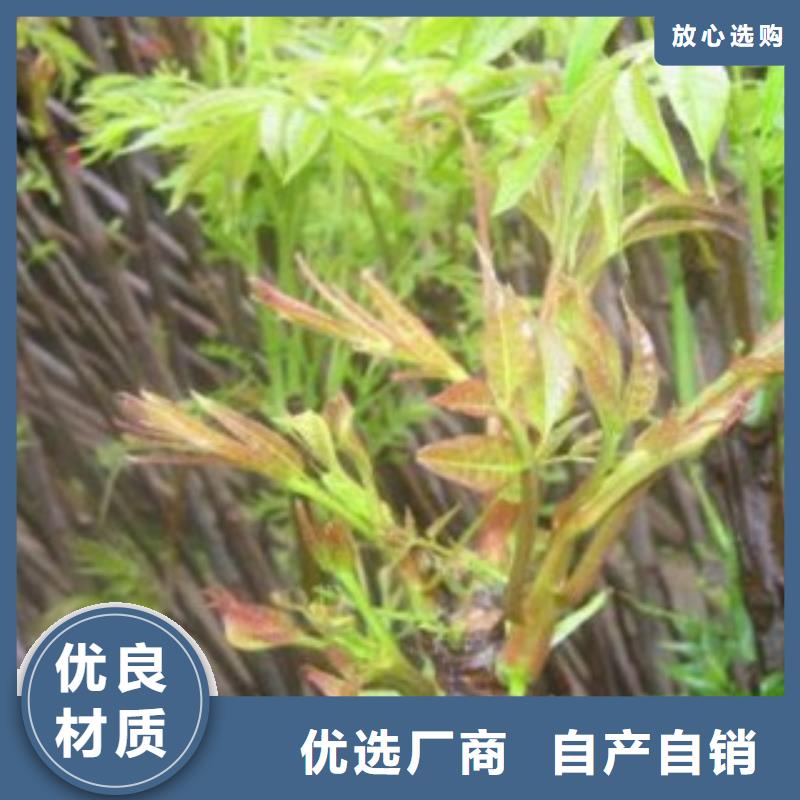 香椿优良品质