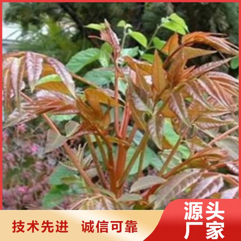 值得信赖的香椿批发商厂家货源稳定