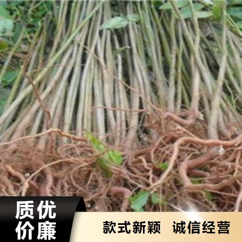 香椿厂家加工