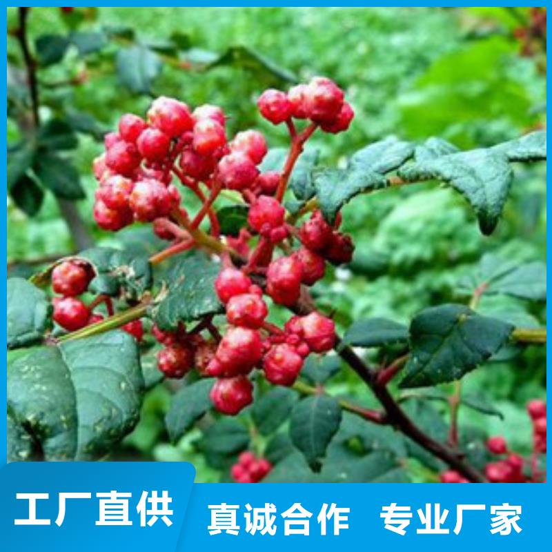 花椒苗的分类及规格