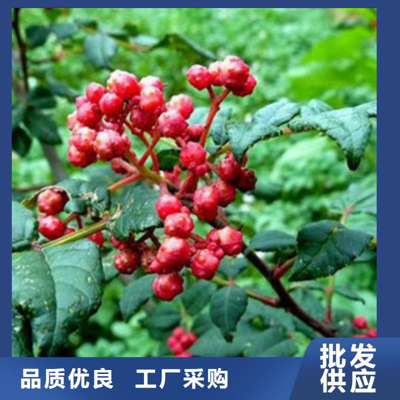 #花椒苗#可定制