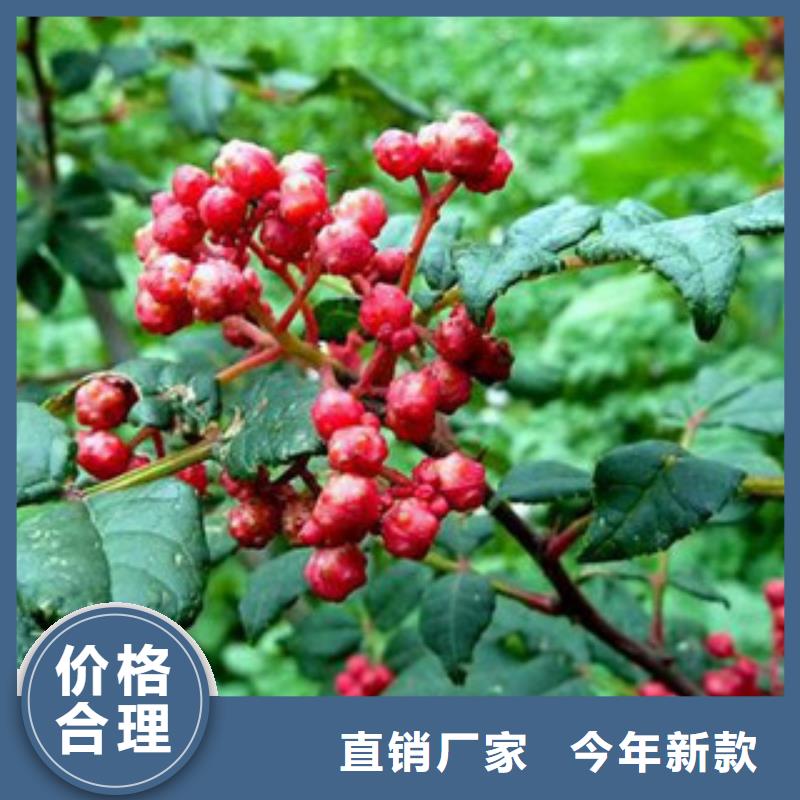 批发花椒苗的公司买的是放心