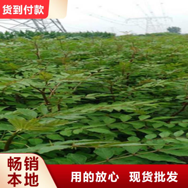 花椒苗实力厂家工厂直营