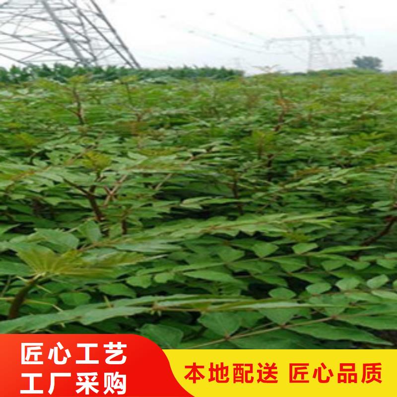 花椒苗-欢迎询价