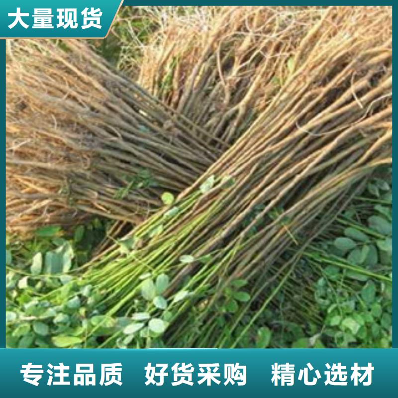 优质花椒苗的销售厂家