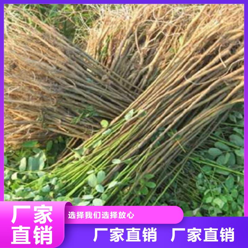 花椒苗个性化定制同城生产厂家