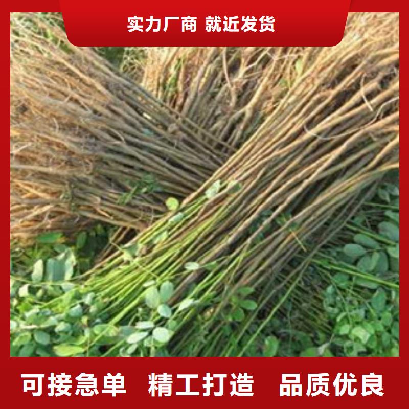 花椒苗_欢迎您