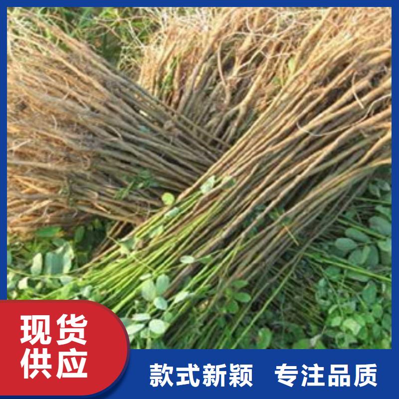 花椒苗厂家好口碑
