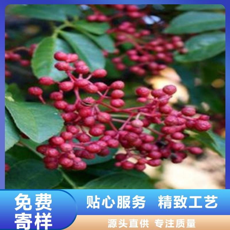 花椒苗距您较近当地供应商