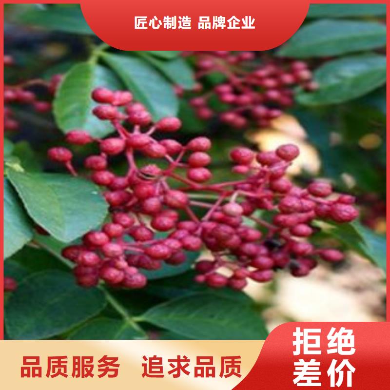 质量可靠的花椒苗销售厂家闪电发货