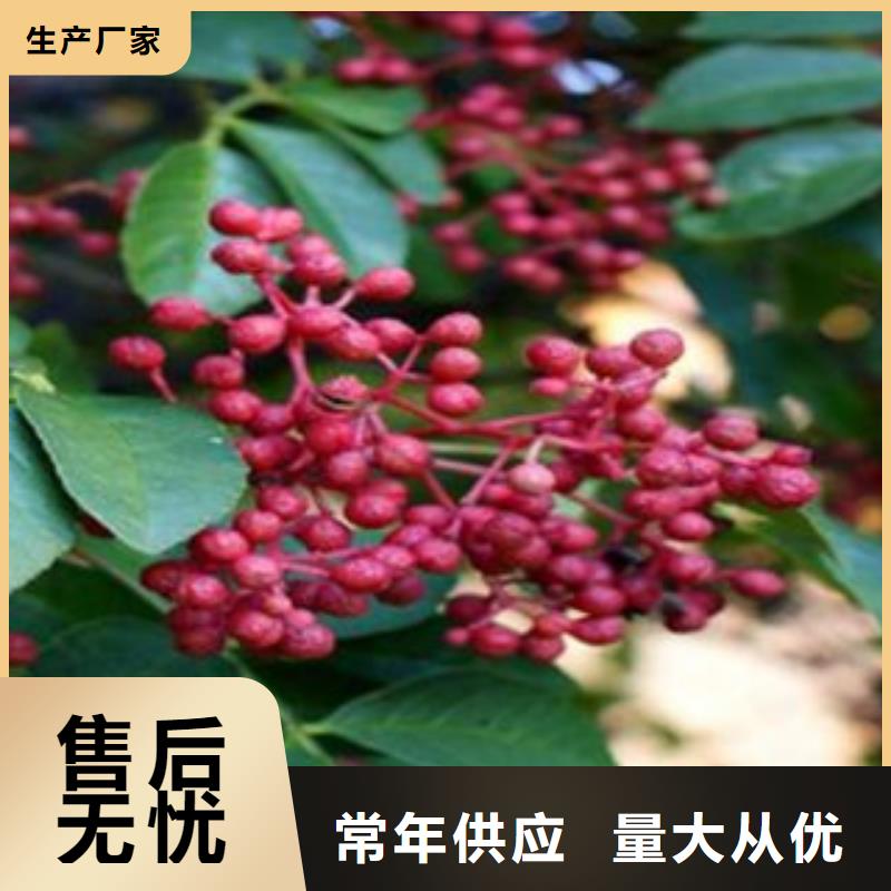 花椒苗现货充足质检严格放心品质
