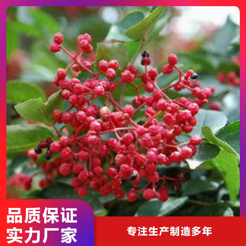 花椒苗价格实惠的厂家