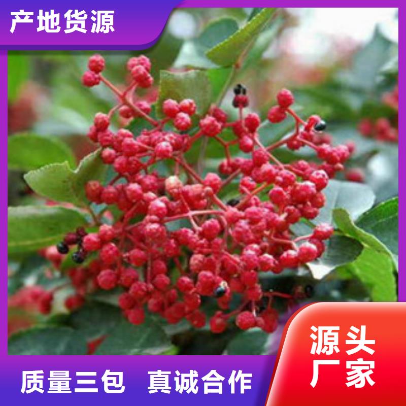 花椒苗厂家直销多少钱服务周到