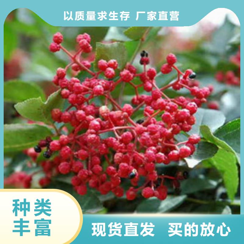 免费寄样#花椒苗#厂家同城生产商
