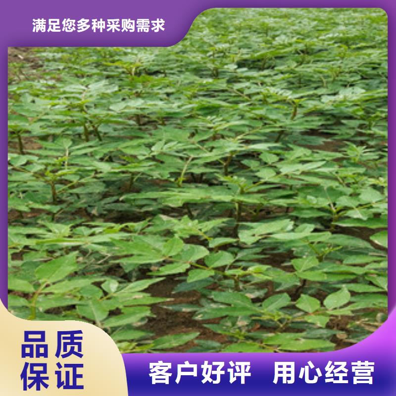 花椒苗厂家-货到付款现货销售