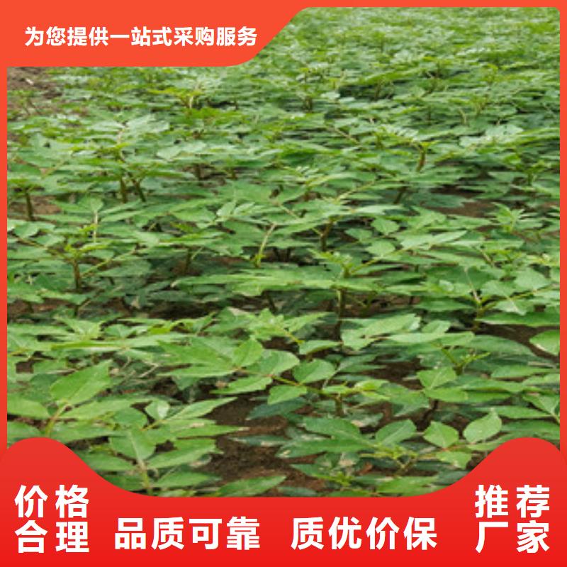 花椒苗欢迎来厂考察质检严格放心品质
