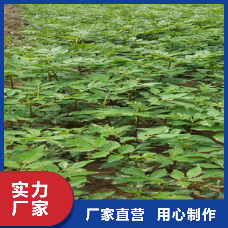 花椒苗质量稳妥专业供货品质管控