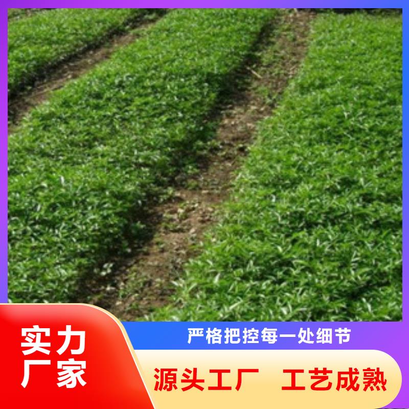 采购花椒苗必看-质量优
