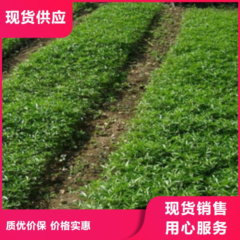花椒苗品种齐全供应采购