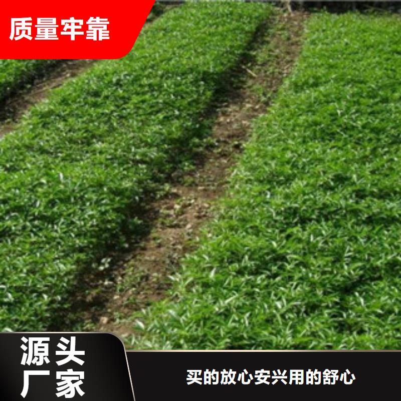 花椒苗常年供货