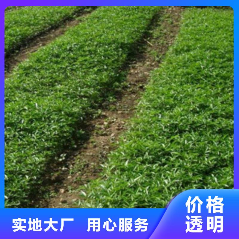 花椒苗定制加工源头直供
