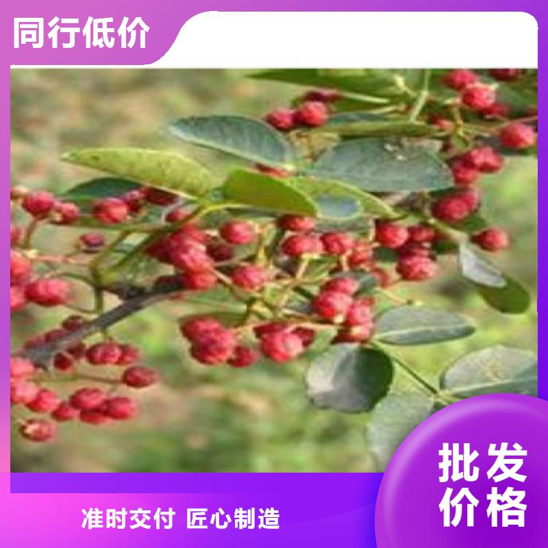 花椒苗视频展示