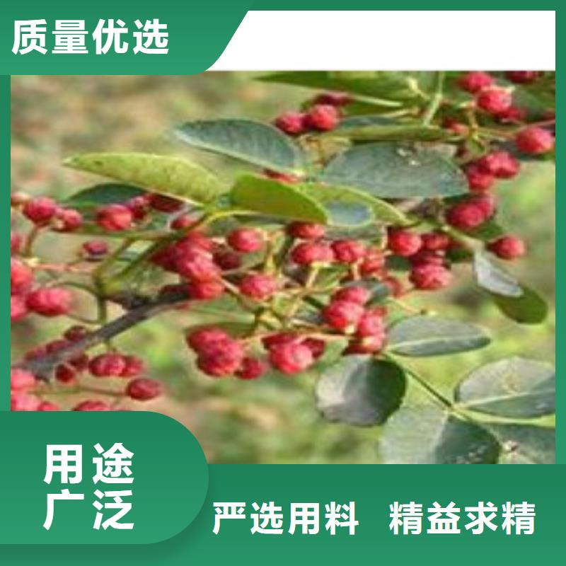 优质花椒苗的销售厂家