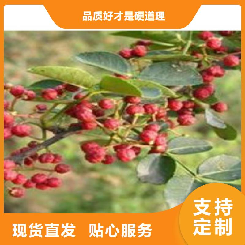 发货速度快的花椒苗经销商