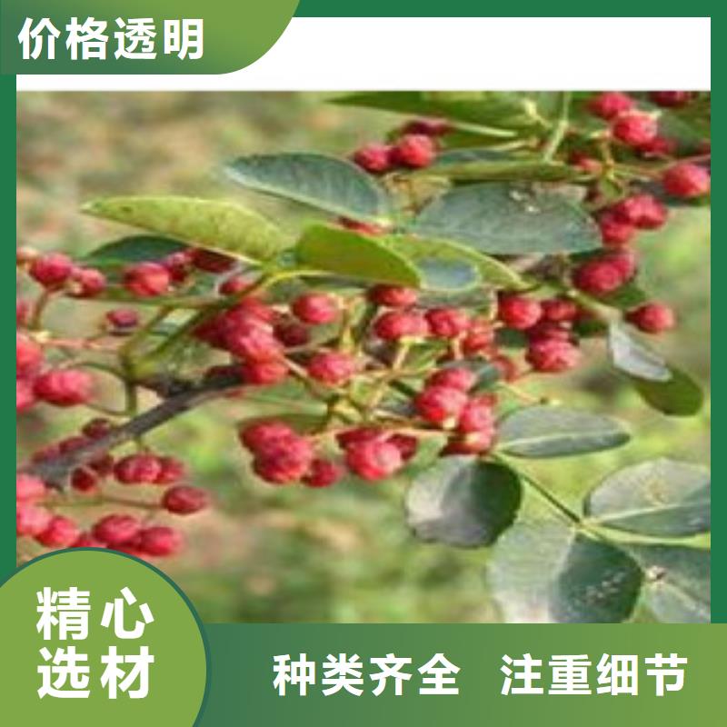 ​花椒苗厂家资讯同城厂家